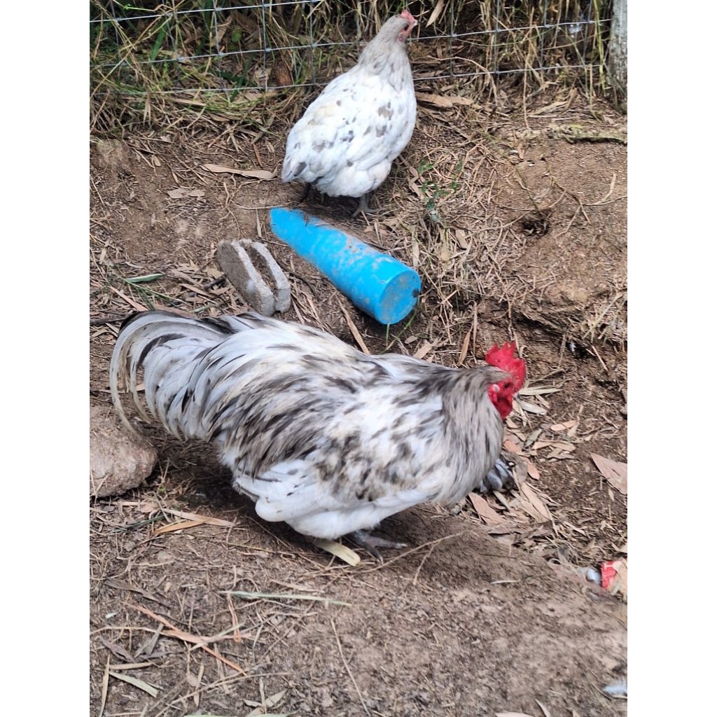 ไข่เชื้อไก่ไข่ออสตราลอป(Australorp) คละสี(แบล็ค บลู สแปลส) แพ็ค1-10ฟอง