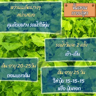 เมล็ดพันธุ์ ขึ้นฉ่าย กรองทอง ตราปลาทอง ( 50กรัม )