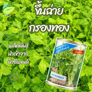 เมล็ดพันธุ์ ขึ้นฉ่าย กรองทอง ตราปลาทอง ( 50กรัม )