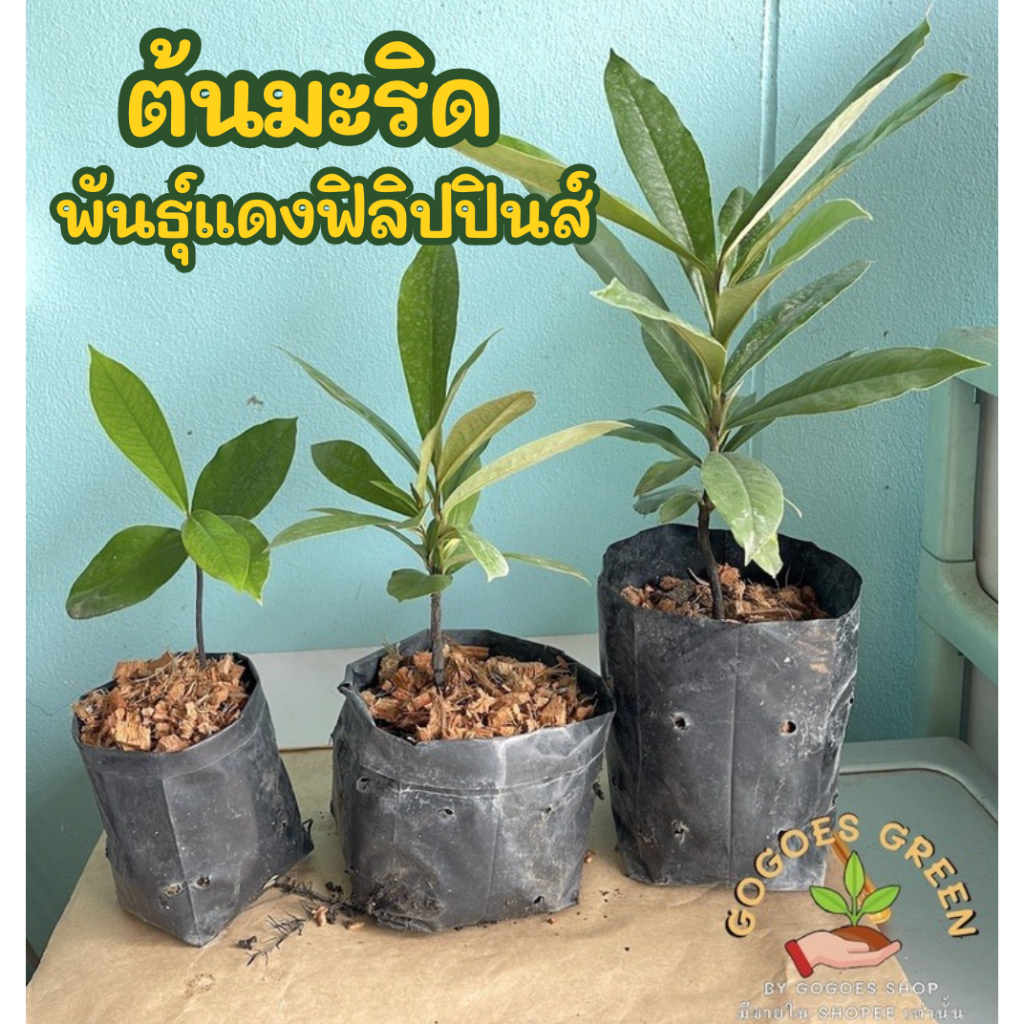 ต้นมะริด ไม้โบราณ ไม้เนื้อแข็ง ลายสวย ผลทานได้ ต้นแม่ปรับสภาพในไทยแล้ว ทนแล้ง diospyros blancoi พร้อมส่ง