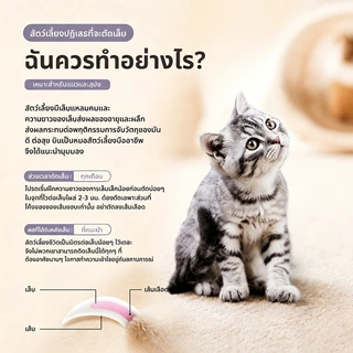 กรรไกรตัดเล็บ กรรไกรตัดเล็บแมว หมา สแตนเลสอย่างดี ใบมีดตัดเล็บ แมว กระทัดรัด พกพาสะดวก