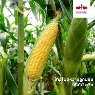 ข้าวโพดหวาน จัมโบ้สวีท เมล็ดพันธู์ ตราศรแดง บรรจุ 1กิโลกรัม