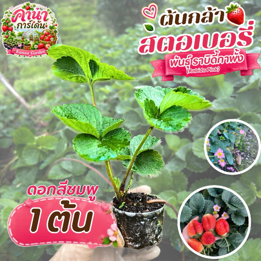 ต้นกล้าสตรอเบอร์รี่ ราบิด้าพิ้งค์ (Rabida pink)
