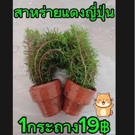 ไม้น้ำ ต้นสาหร่ายแดง ตบแต่งตู้ปลา