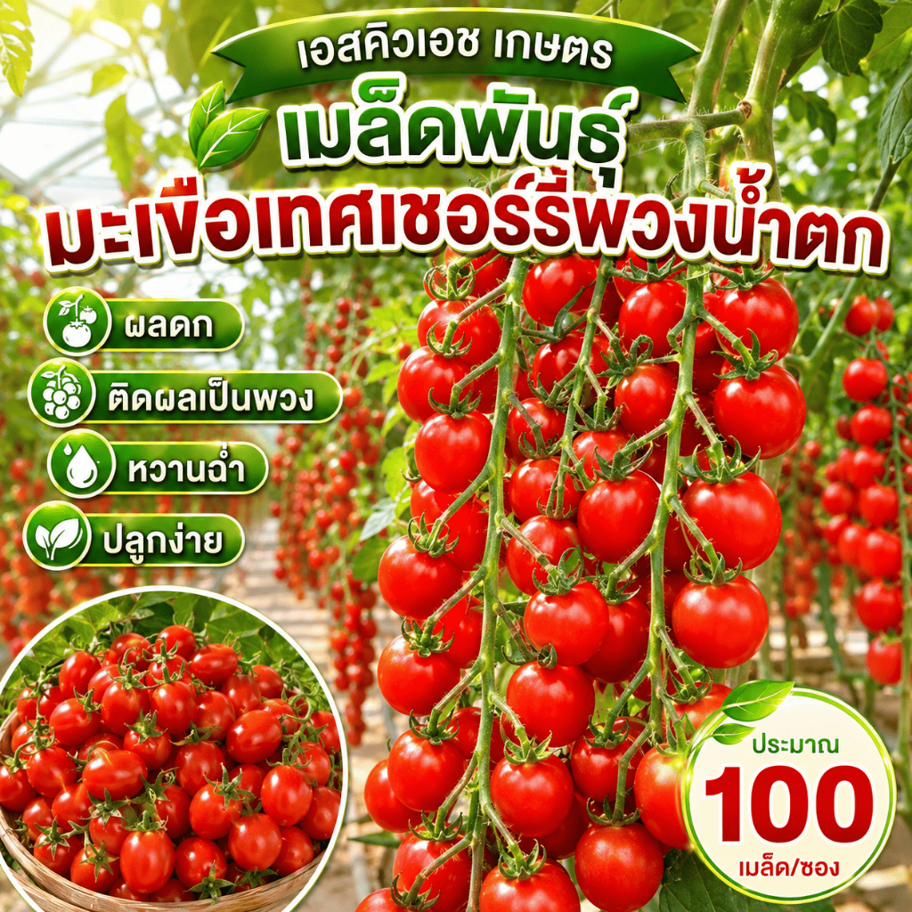 เมล็ดมะเขือเทศเชอร์รี่พันธุ์สายน้ำตก 100เมล็ด งอกง่าย ทนแดด ปลูกกระถางสวย