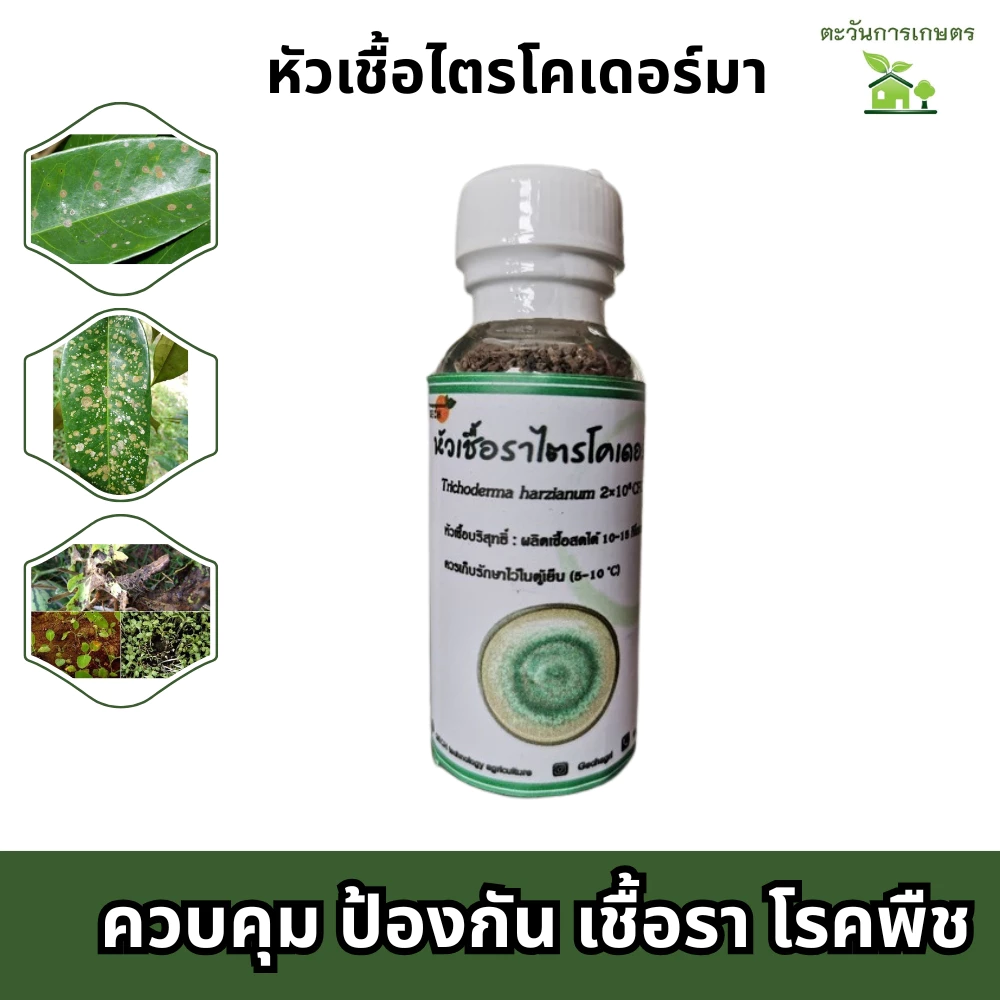 หัวเชื้อไตรโคเดอร์มา ไตรโคเดอร์ม่า ราเขียว รักษาโรคพืช