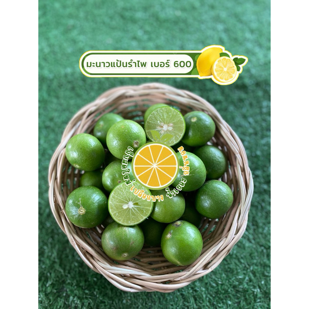 มะนาวแป้นรำไพแท้ น้ำดีคัดเกรด🍋 (เบอร์ 600)