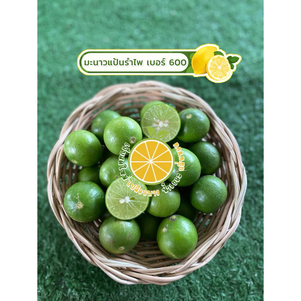 มะนาวแป้นรำไพแท้ น้ำดีคัดเกรด🍋 (เบอร์ 600)