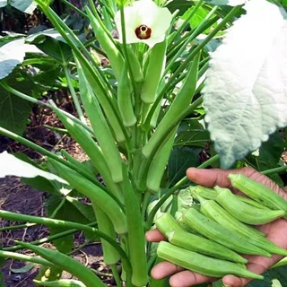 เมล็ดพันธุ์กระเจี๊ยบเขียว 20 เมล็ด งอกเร็ว โตไว ปลูกง่ายในดินทั่วไป vegetable seeds OKRA SEEDS
