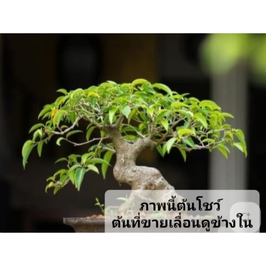 ต้นไกรไม้บอนไซ ต้นไกร (ส่งพร้อมกระถาง)อ่านรายละเอียดข้างล่างครับ