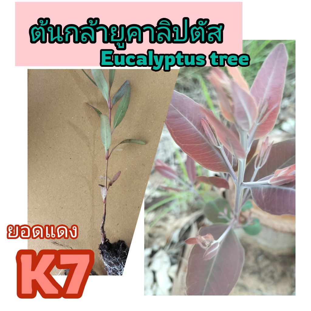 ต้นกล้ายูคาลิปตัสเค7 ขนาดความสูง15ซ.มขึ้นไป ชุด 100 ต้น 249บาท ถอดรากพร้อมปลูกขนาดกลาง