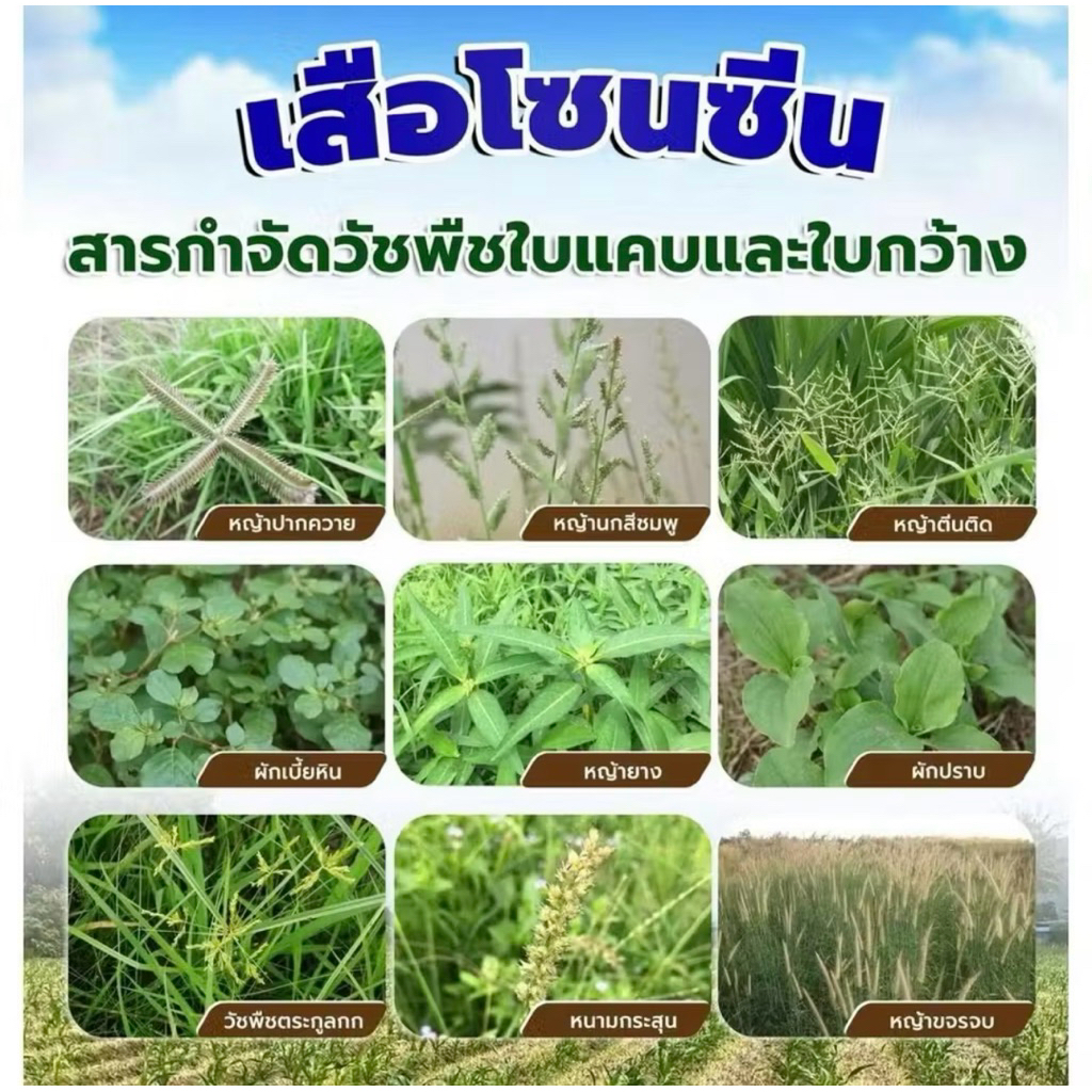 เสือโซนซีนขนาด1กก.สารมีโซไตรโอน+อะทราซีนคุมฆ่xวัชพืชในไร่อ รูปที่ 3