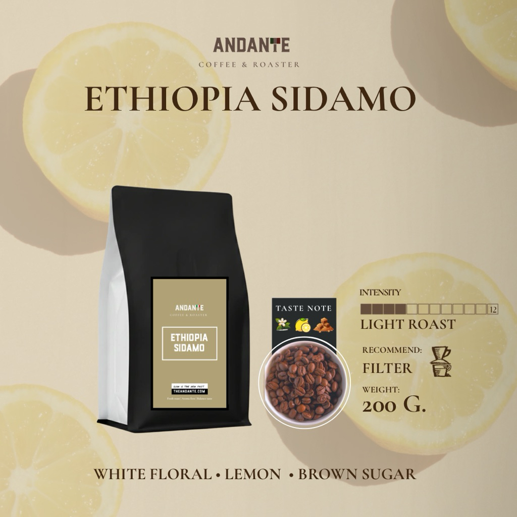 The Andante เมล็ดกาแฟคั่วอ่อน เอธิโอเปีย ซิดาโม Ethiopia Sidamo