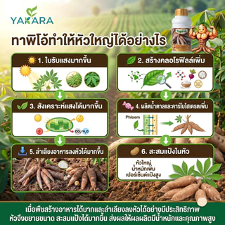 ฮอร์โมนระเบิดหัวมัน ขนาด 500 ml ใช้ได้ 30 ไร่ ใช้กับพืชทุกชนิด ช่วยการสะสมอาหารของพืช