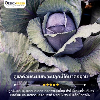 🛒Oishi-Fresh🥬กล่ำปลีสีม่วง ปลอดสารพิษ 1 กก. รสชาติกรอบ สด ใหม่ ใยอาหารสูง หวานออร์แกนิค ผัก เคลมได้ 1-2 วัน