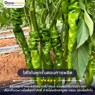 🛒Oishi-Fresh🌶️พริกสกรู ปลอดสารพิษ 1 กก. รสชาติกรอบ สด ใหม่ ใยอาหารสูง หวานออร์แกนิค ผัก เคลมได้ 1-2 วัน