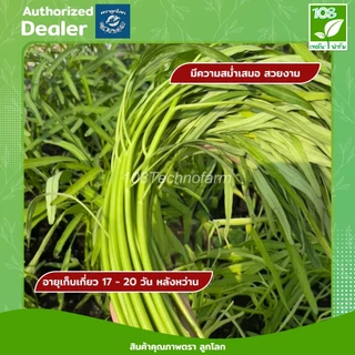 ผักบุ้งจีนตะเกียบดำ เมล็ดพันธุ์ผักบุ้งจีน ตราลูกโลก ขนาด 1 กิโลกรัม