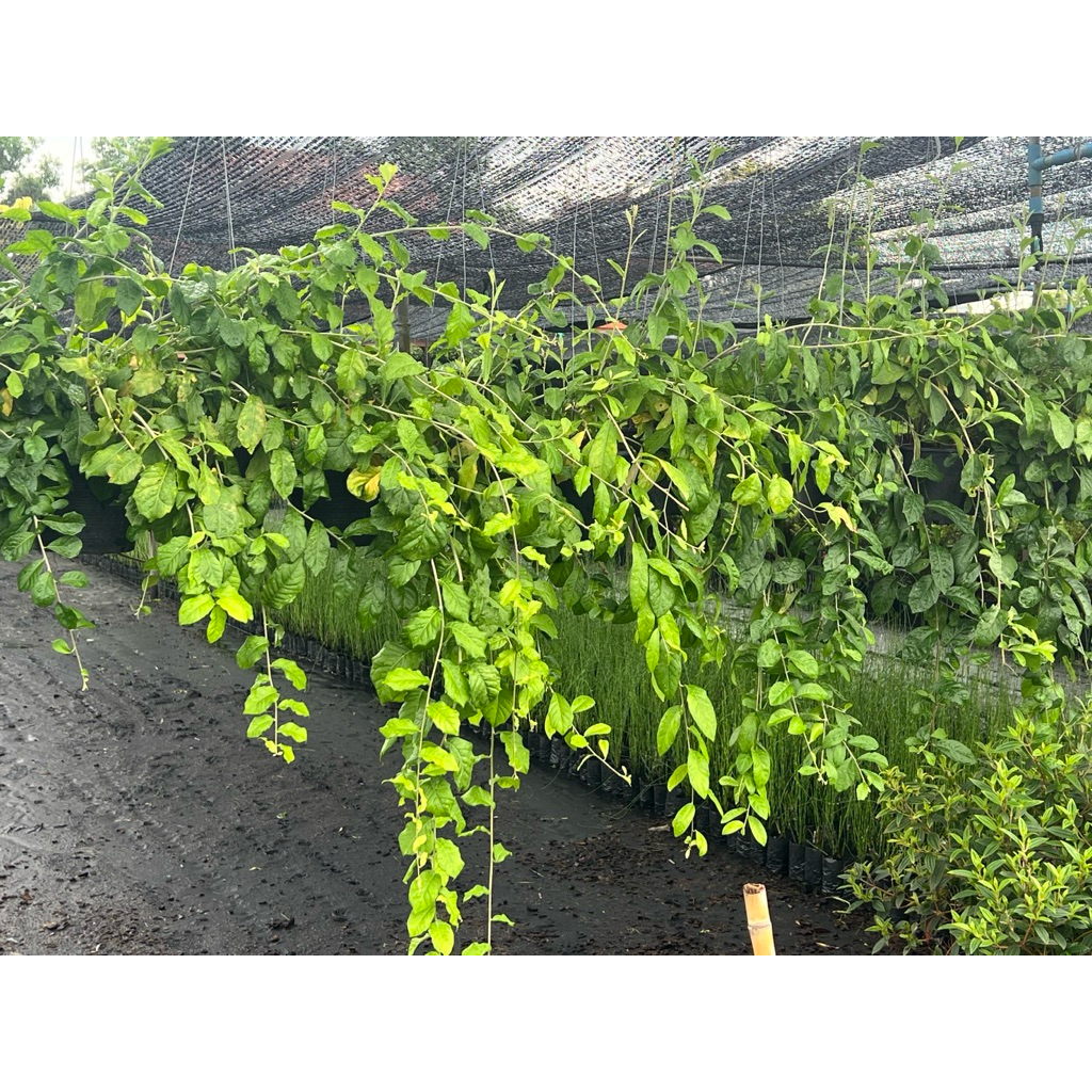 ต้นตานหม่อน (ลีกวนยู) ใช้ทำม่านต้นไม้ Patsorntree