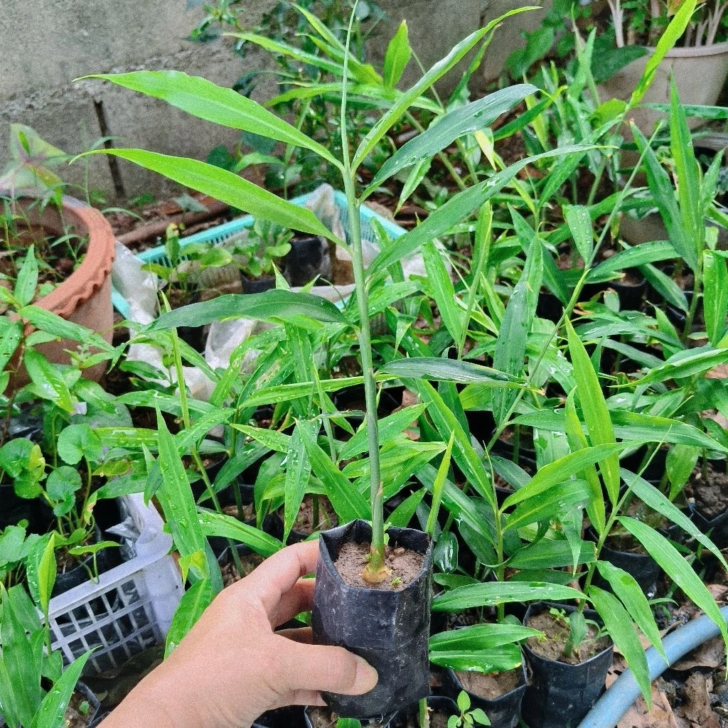 ต้นขิงในถุงดำต้นสวยแข็งเเรง🌱5ต้นแถม1ต้น🌱