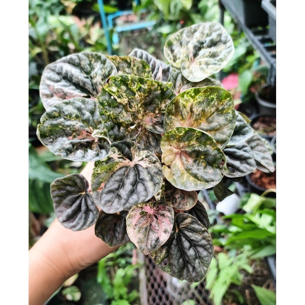 เปเปอร์โรเมีย คาเปอราตา (Peperomia caperata) เปเปอร์หน้าย่นด่าง  (ส่งต้นตามรูป)