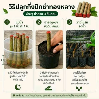 ชุดกิ่งคละ Size ทองหลางก้านแดง 20 กิ่ง / ชุด ตัดใหม่ ส่งไว