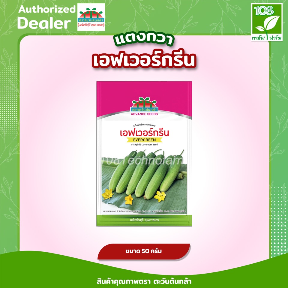 แตงกวาเอฟเวอร์กรีน เมล็ดพันธุ์แตงกวา ตราตะวันต้นกล้า ขนาด 50 กรัม / 100 กรัม