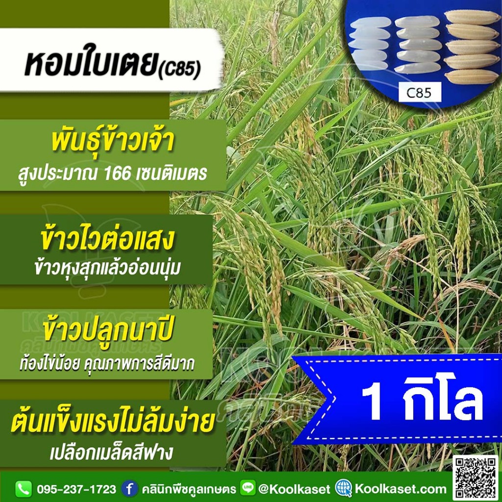 เมล็ดพันธุ์​ข้าว​ ทดลองปลูก ท้องถิ่น ข้าวเจ้า หอมใบเตย C85 นาปี ไวแสง หอมนุ่ม กลิ่นใบเตย 1 กก. คูลเกษตร ไรซ์ KR18