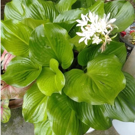ต้นว่านนางคุ้ม ผู้เฒ่าเฝ้าบ้าน ส่งแบบถุงดำ พรีออเดอร์ 1วัน