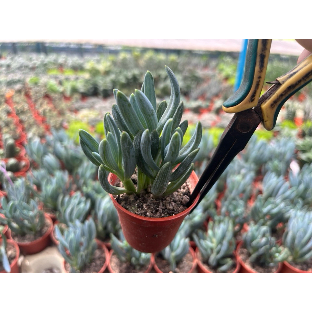 Senecio mini leaf ต้นไม้สีฟ้า