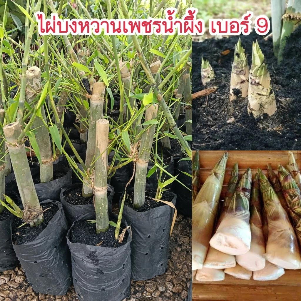 ต้นไผ่บงหวานเพชรน้ำผึ้งเบอร์ 9 (ชำเหง้า) พันธุ์แท้ 100%