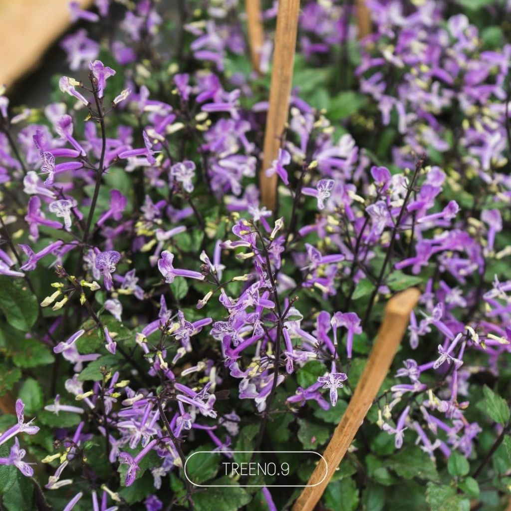 Treeno.9 อาจูก้า ม่วงมณี Mana Lavender กระถาง 8 นิ้ว สูง รูปที่ 6