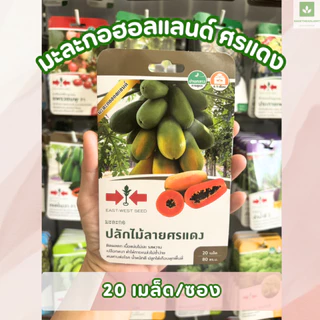 เมล็ดพันธุ์มะละกอ ซองเล็ก มีครบ! มะละกอแขกดำ มะละกอฮอลแลนด์ ศรแดง เจียไต๋