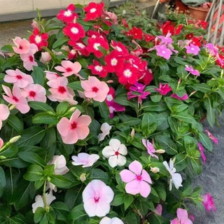 แพงพวย 450 เมล็ด เมล็ดดอกแพงพวย คละสี เก็บสดใหม่ งอกง่าย Periwinkle Bonsai Seeds [ 10 เเถม 1 คละได้ ]