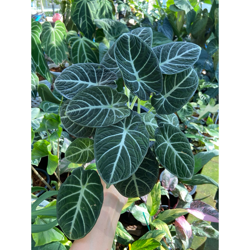 Alocasia คละสายพันธุ์🌿Melo🌿 Silver Dragon🌿 Scalprum🌿 Dragon scale เป็นไม้เพาะจากไข่