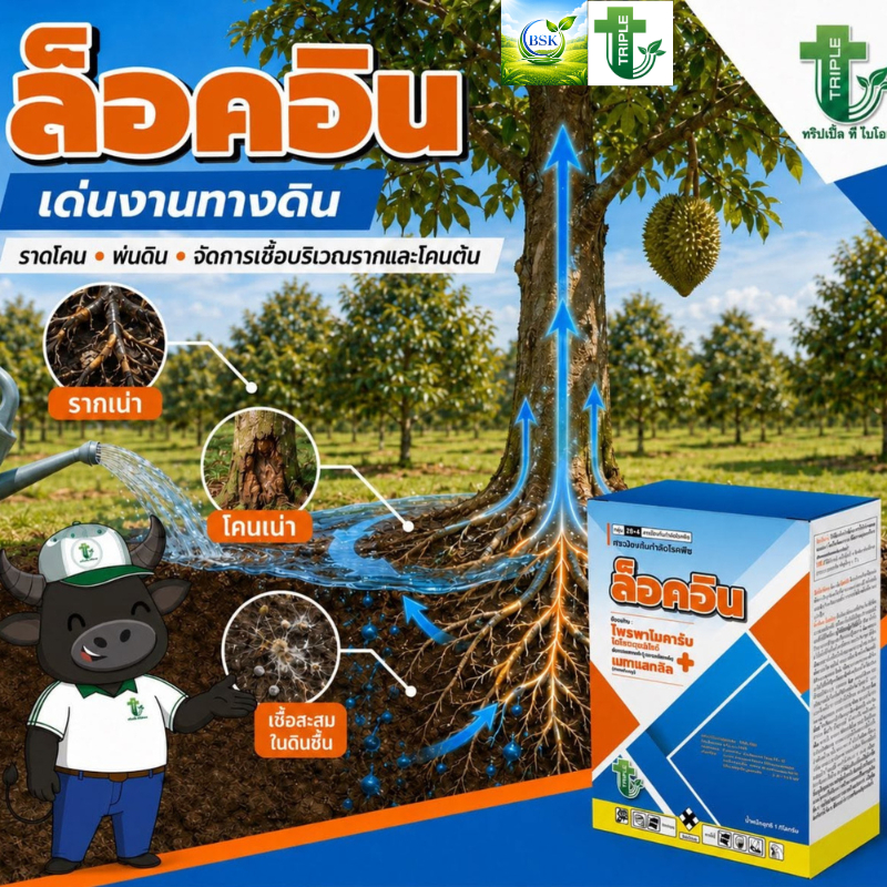 ล็อคอิน โพรพาโมคาร์บ+เมทาแลกซิล ขนาด 1 กิโลกรัม (บ.ทริปเปิ้ลที)