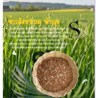 คุ้มค่า คุ้มราคา ข้าวสังข์หยด แพคสุญญากาศ 5 กิโลกรัม ตราทรัพย์ธนา