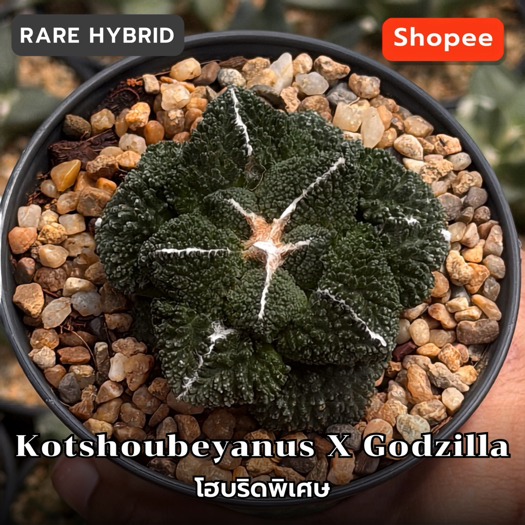Kotshoubeyanus X Godzilla กาฟฝังตอเปเรสเกีย ตัดสัน