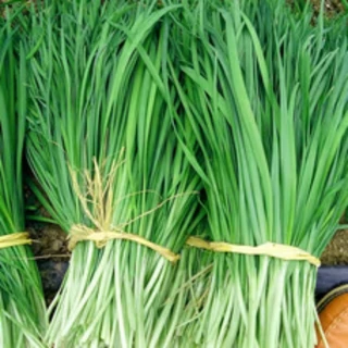 เมล็ดพันธุ์ กุยช่าย ประมาณ200เมล็ด Chives Seeds [ 10 เเถม 1 คละได้ ]