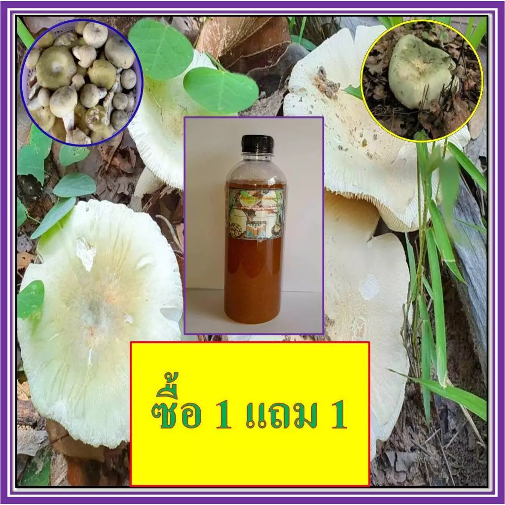 เชื้อเห็ดตะไค,เห็ดไคหรือเห็ดหล่ม ซื้อ 1 ขวด แถม 1 ขวด เชื้อเห็ดเข้มข้น