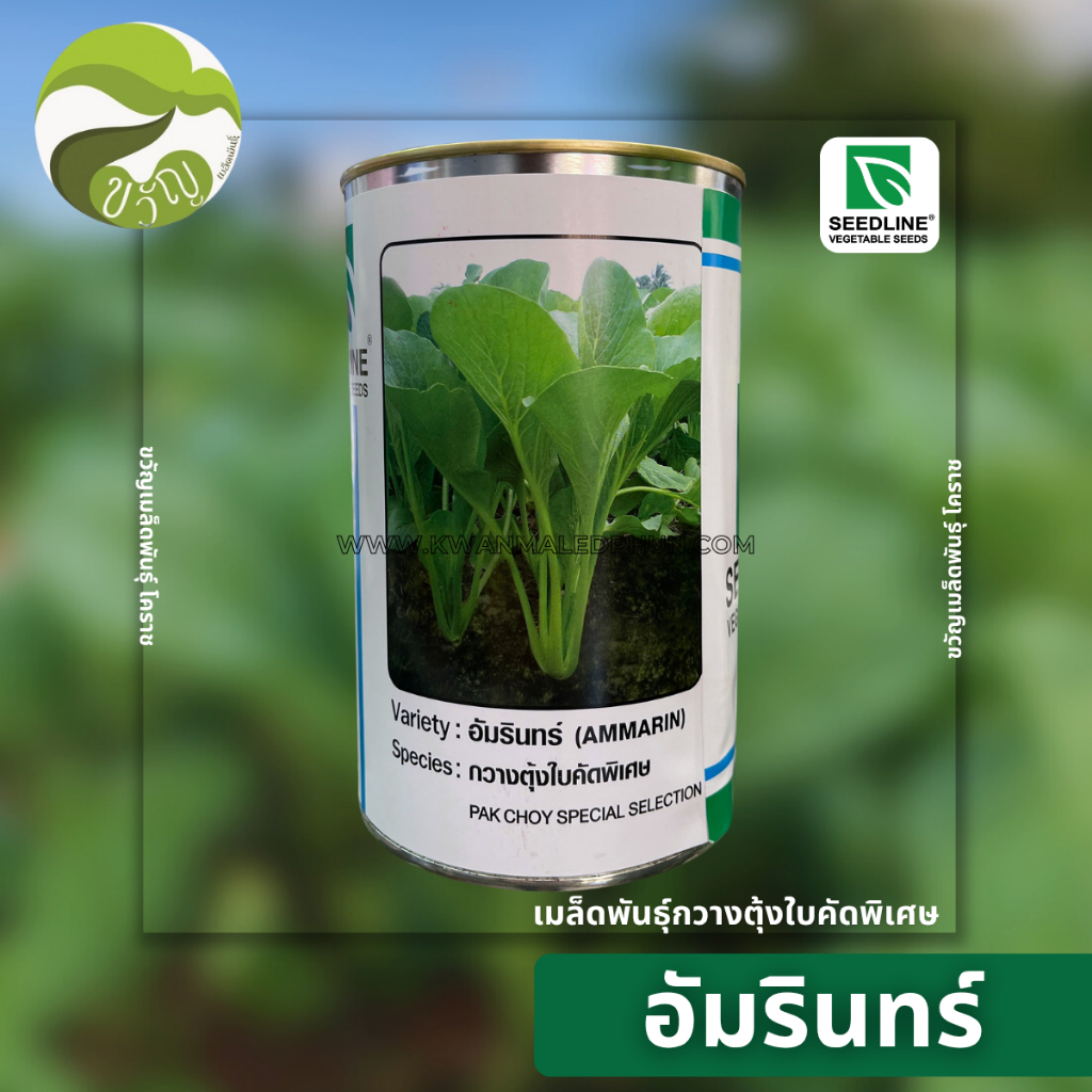 เมล็ดพันธุ์ กวางตุ้งใบ อัมรินทร์ ตราซีดไลน์ ขนาด 400 กรัม