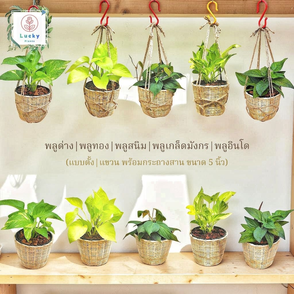 🌱พลูทอง /พลูด่างลาย /พลูสนิม /พลูเกล็ดมังกร /พลูอินโด (แบบตั้ง,แขวน) พร้อมกระถางสานไม้ไผ่ ขนาด 5 นิ้ว ช่วยฟอกอากาศ