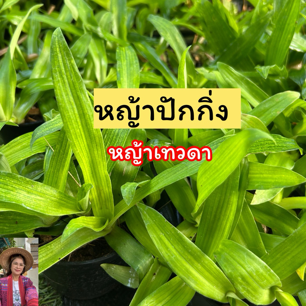 หญ้าปักกิ่งหรือหญ้าเทวดา ผัก ฤทธิ์เย็น ขับพิษในร่างกาย