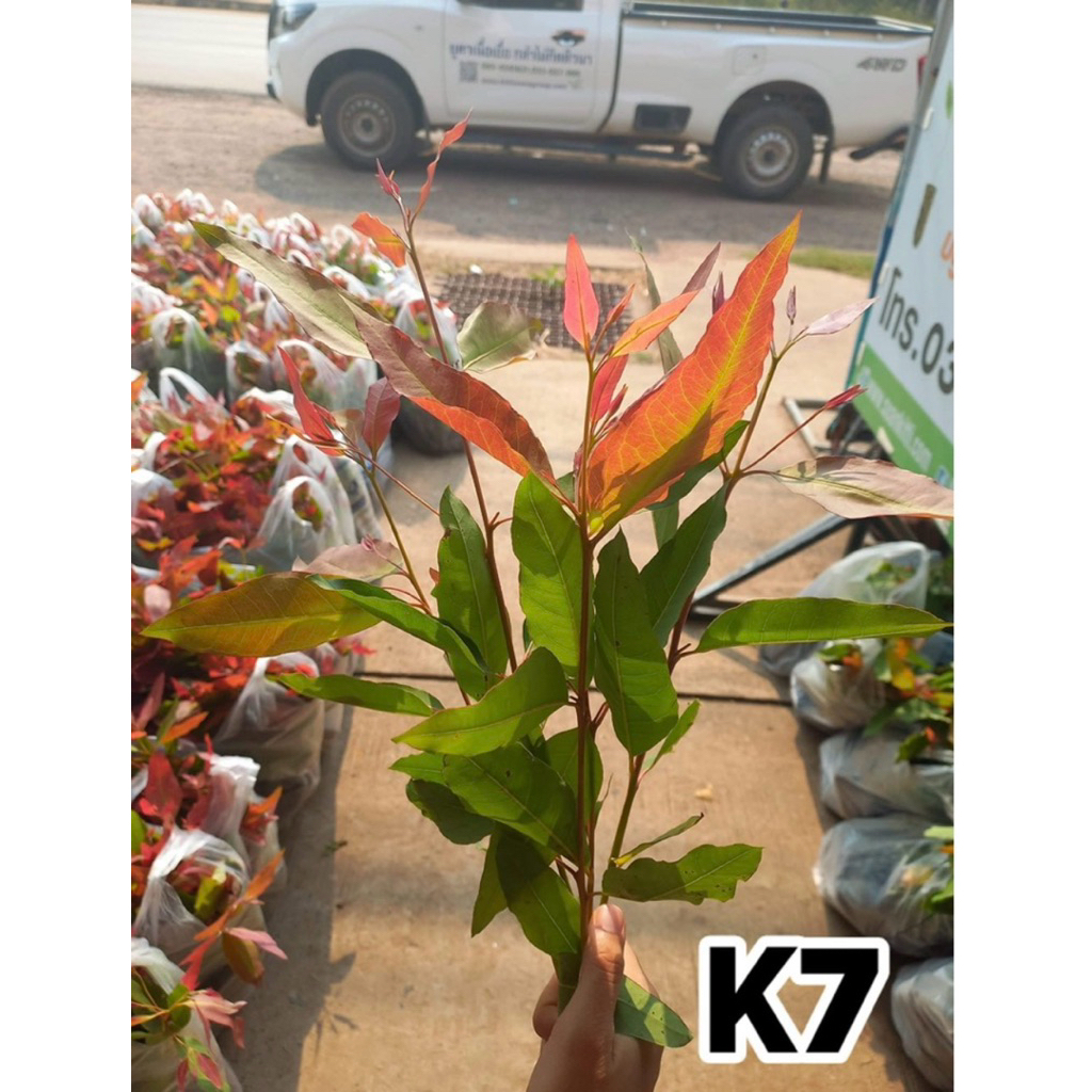 กล้ายูคาลิปตัส เนื้อเยื่อk7 เพาะหลอด ชุด 100 ต้น พร้อมส่ง
