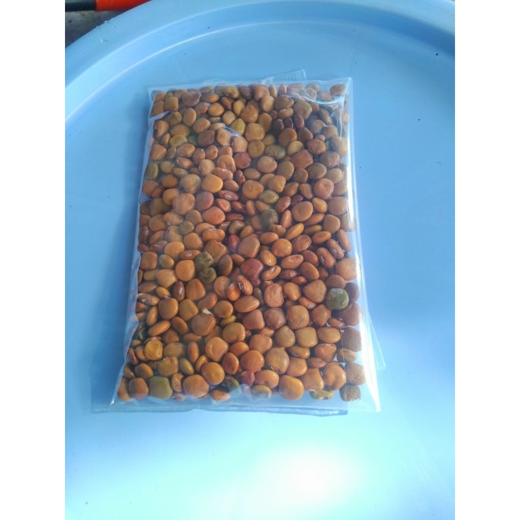 🥔 เม็ดมันแกว มันเภา เม็ดใหม่ปี69  👉ชุด 100กรัม จำนวน150-250  เมล็ด