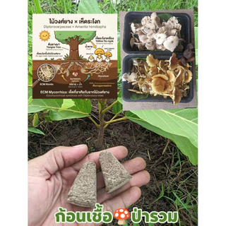 เชื้อเห็ดป่ารวม ระโงก ตับเต่า ปลวก