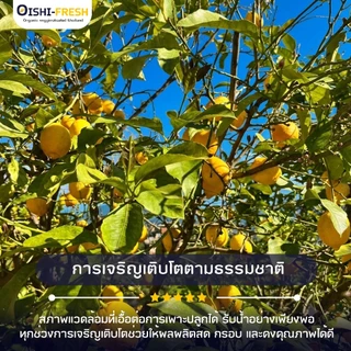 🚨ส่งด่วน🥢ร้านอาหาร🍋เลม่อน ปลอดสารพิษ 14 กก. ผักร้านอาหาร ผักยกลัง ผักราคาส่ง ผักชาบู ผักโรงแรม ส่ง 24 ชม.