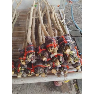 กิ่งตอนผักหวานป่ายอดเหลือง 👉กิ่งไซส์ กลาง1.25ซ.ม ขึ้นไป
