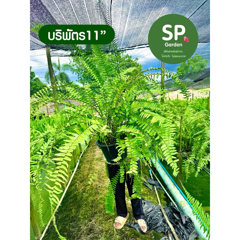 [SP GARDEN] เฟิร์นบริพัตร ขนาดกระถาง 11 นิ้ว