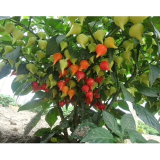 เมล็ดพันธุ์ พริกไบควินโฮ สีแดง คุณภาพดี ราคาถูก ของแท้ 100% - Biquinho Pepper - Thaiseed