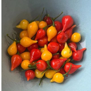 เมล็ดพันธุ์ พริกไบควินโฮ สีแดง คุณภาพดี ราคาถูก ของแท้ 100% - Biquinho Pepper - Thaiseed
